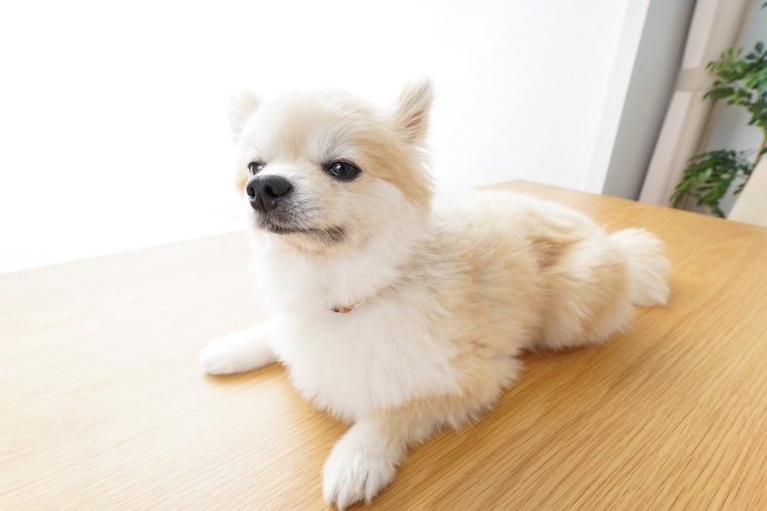 嘔吐也和飼料較無關