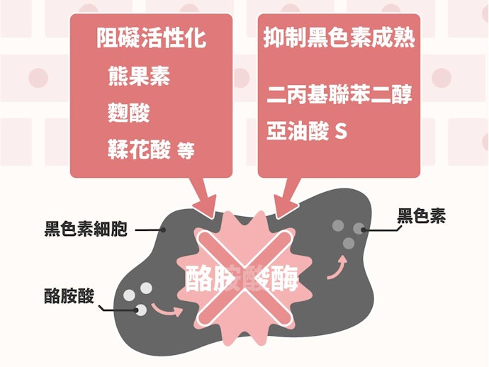曝曬後:注意可杜絕酪胺酸酶生成的成分