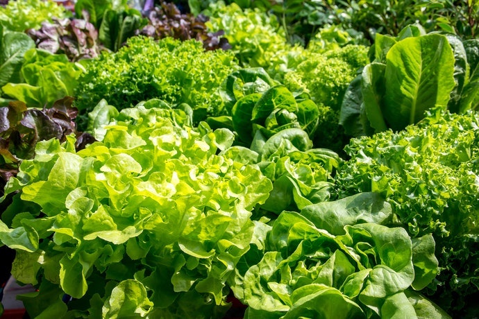 葉菜類:適合含氮比例高的肥料
