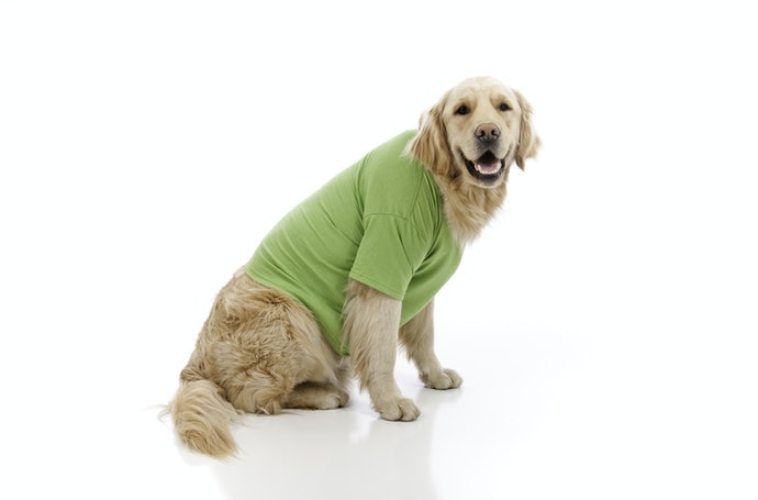 即使是成長快速的犬隻也應以現在的體格為準