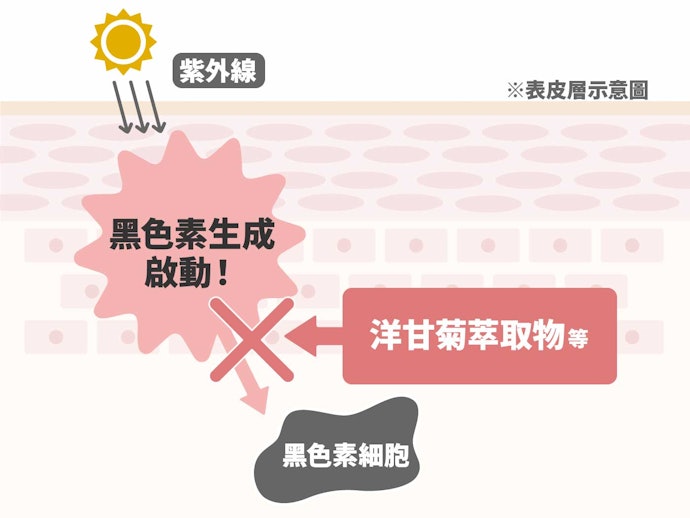 曝曬前:含有洋甘菊萃取物及傳明酸的產品