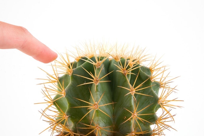 硬刺仙人掌