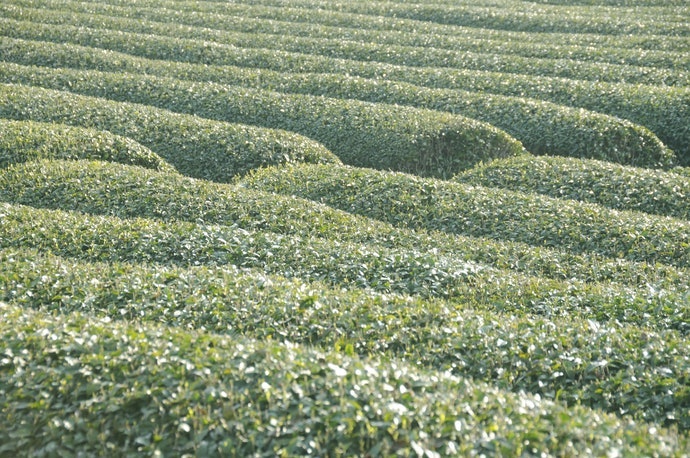 狹山茶:產量稀少但味道優秀