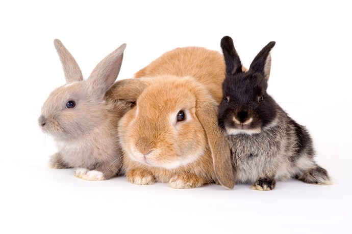 各成長階段的飼料建議