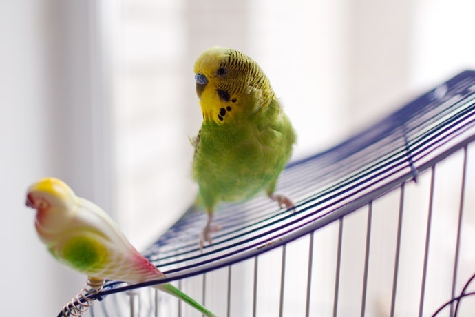 鳥型玩具、鏡子玩具:適合喜歡撒嬌的鸚鵡