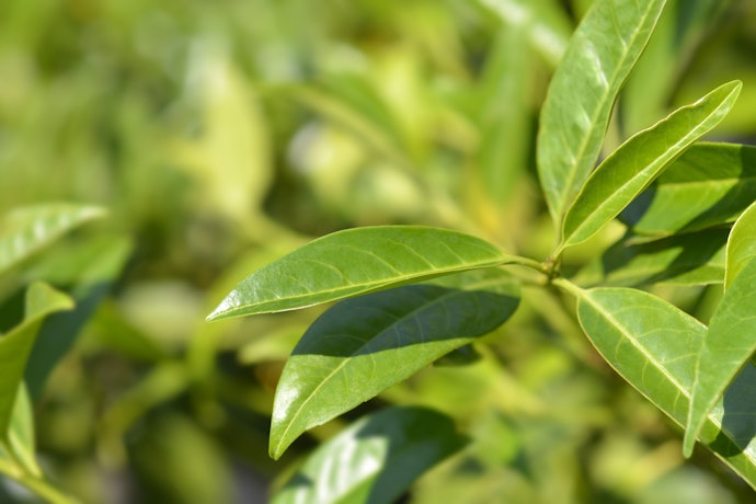 綠茶Green Tea:多種清新風味選擇