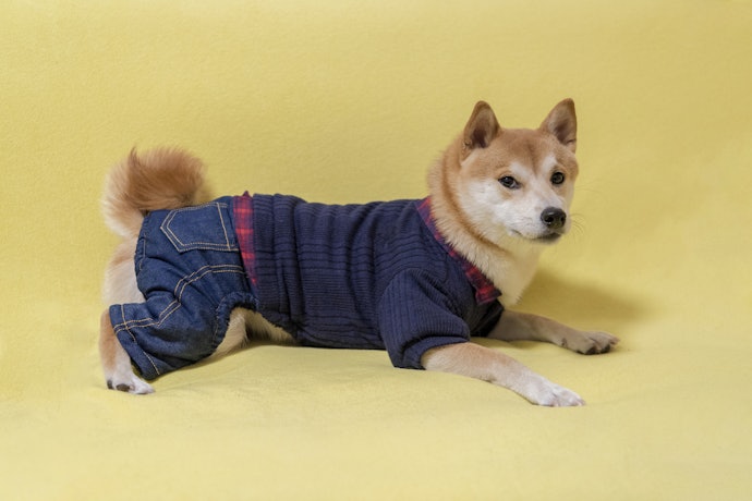 寒帶犬種不需太厚重的衣物
