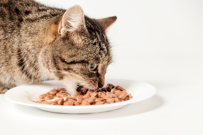 挑嘴貓咪選濕飼料或乾濕混搭