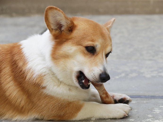 啃咬玩具:適合長牙期間的幼犬,亦能鍛鍊成犬的咬合力