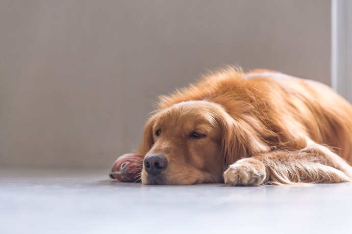 高齡犬選用圓角及高低差異小的設計