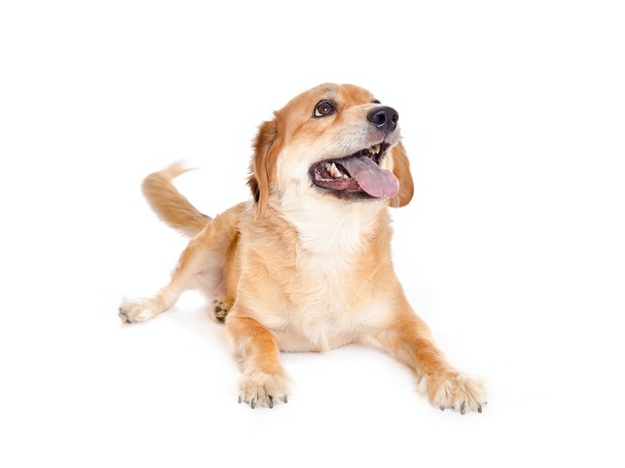 高齡犬:低熱量且營養豐富