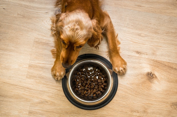乾飼料與濕食:適合有咀嚼、吞嚥能力的毛小孩