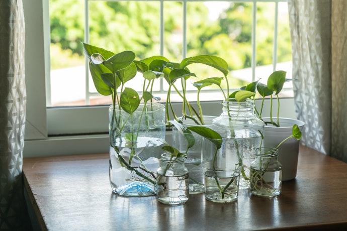 玻璃:裝飾性高適合水耕植物
