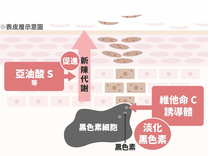 黑色素生成後:可促進皮膚新陳代謝的成分