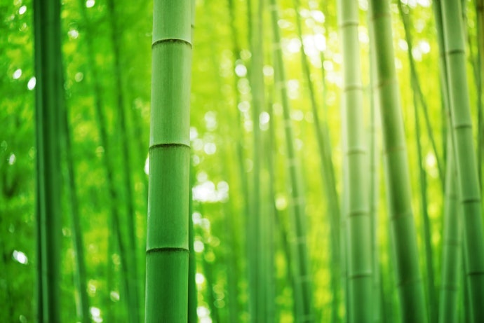 非木質紙漿:洋麻、麻、竹等纖維