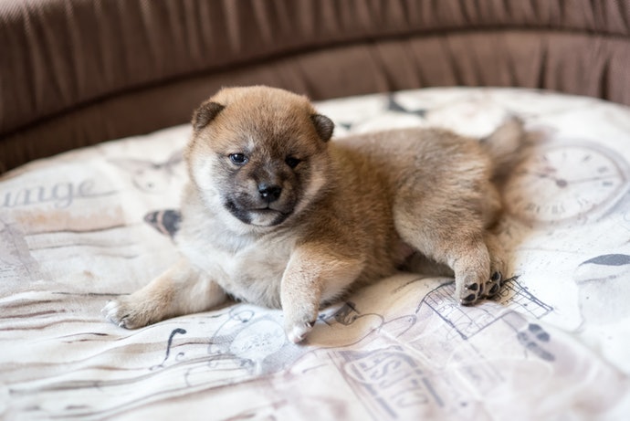 幼犬則考慮未來長大的活動空間