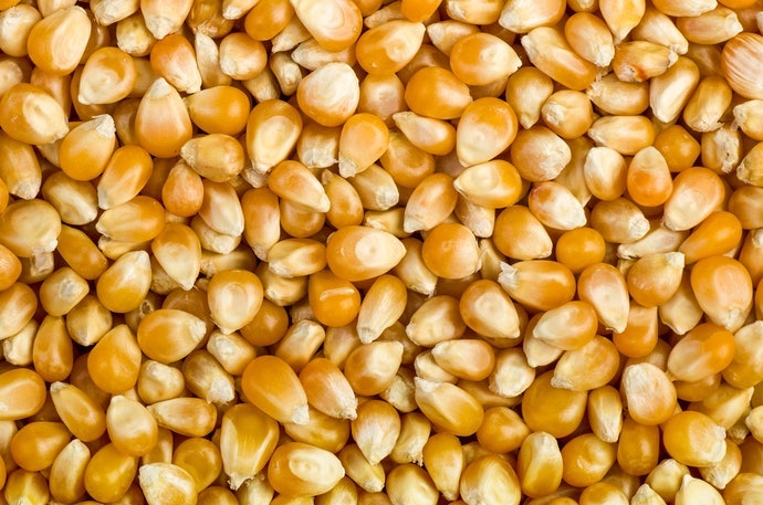 玉米茶:甜味柔和、冷熱皆宜