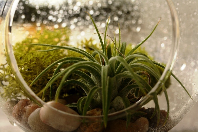 綠葉植物能與苔蘚植物相輔相成