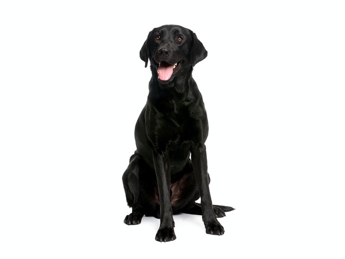成犬:以維持健康為目的