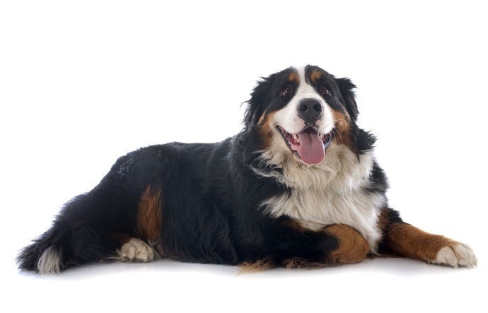 針對長毛犬種,以可通風散熱的商品為佳