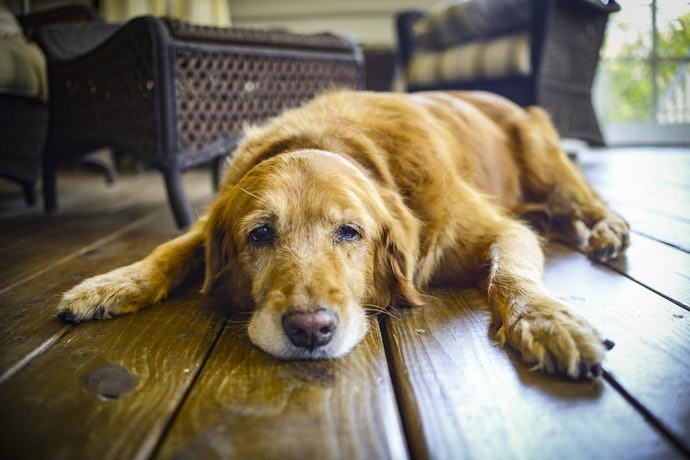 糊狀和果凍狀飼料:可提供給無力嚼咬的狗狗
