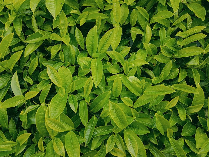 綠茶:適合注重健康的朋友