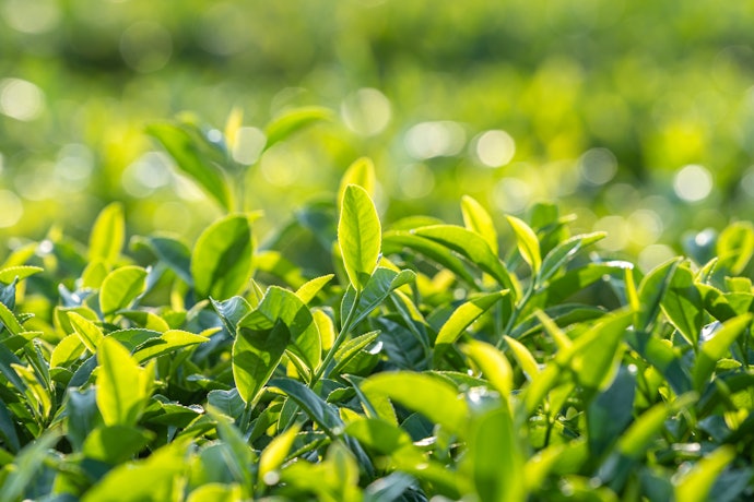 原茶:茶葉品質⾄關重要