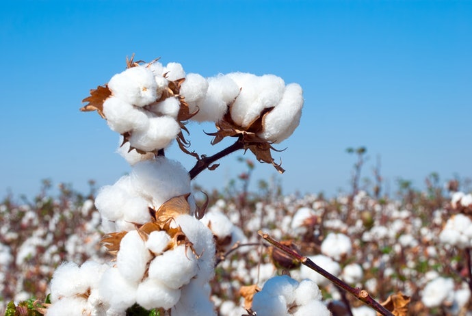 棉漿(Cotton Pulp)