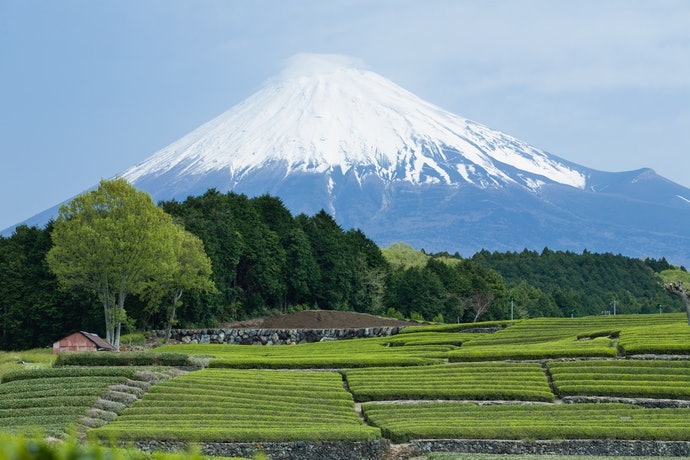 主打「〇〇茶」:表示100%使用同產地茶葉